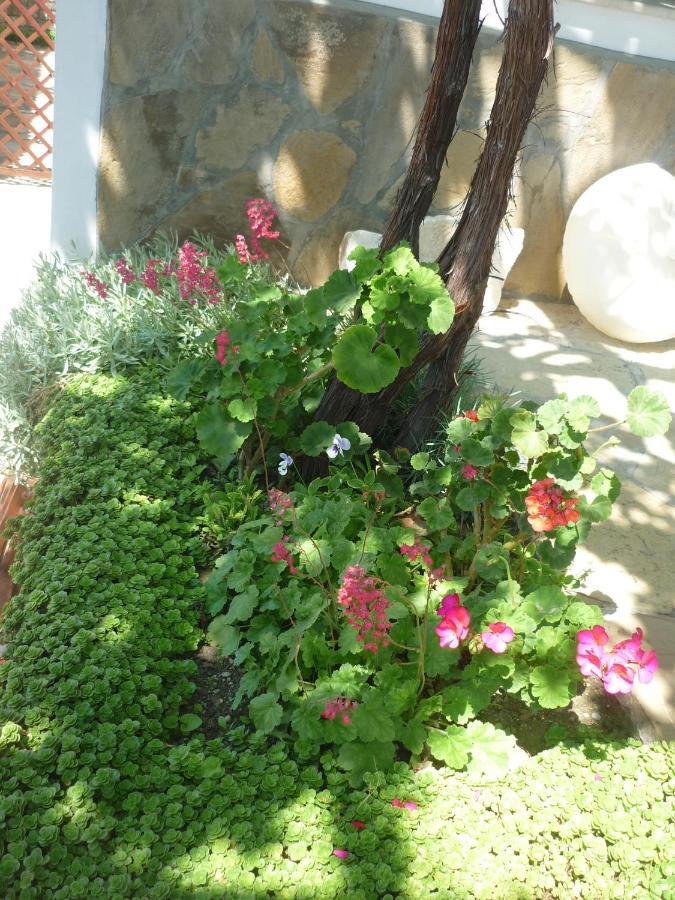 Guest House Harmony Weliko Tarnowo Exterior foto